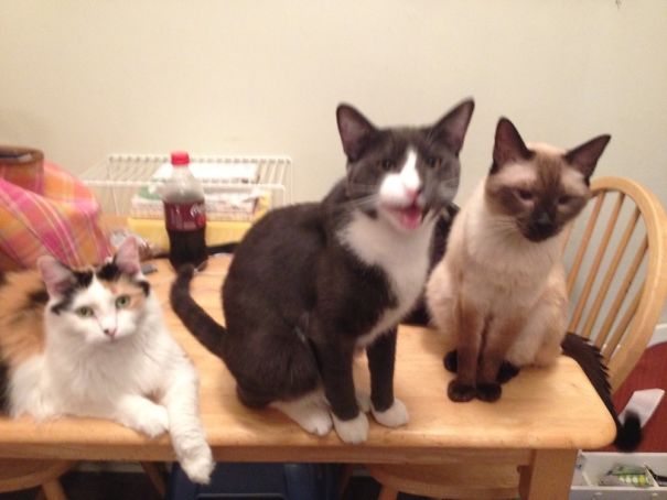 Tom Is The Spokescat Of The Bunch