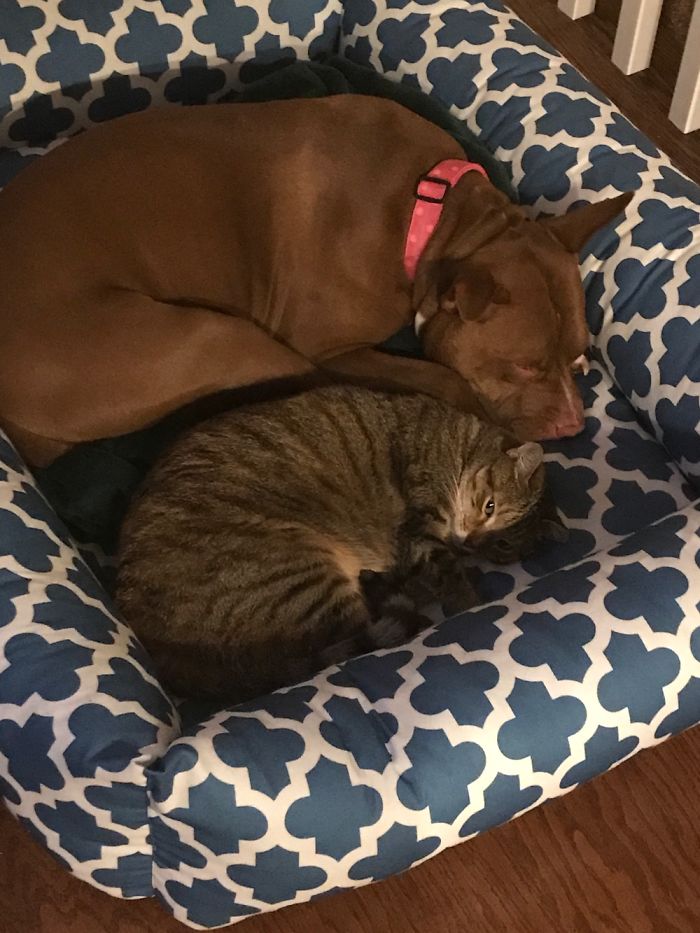 A Pitbull Who Once Was In A Shelter And A Feral Cat Cuddling Together