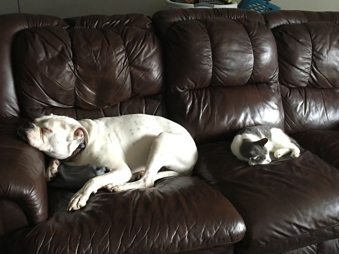 Kleo The Dog And Cupcake Before She Went Over The Rainbow Bridge