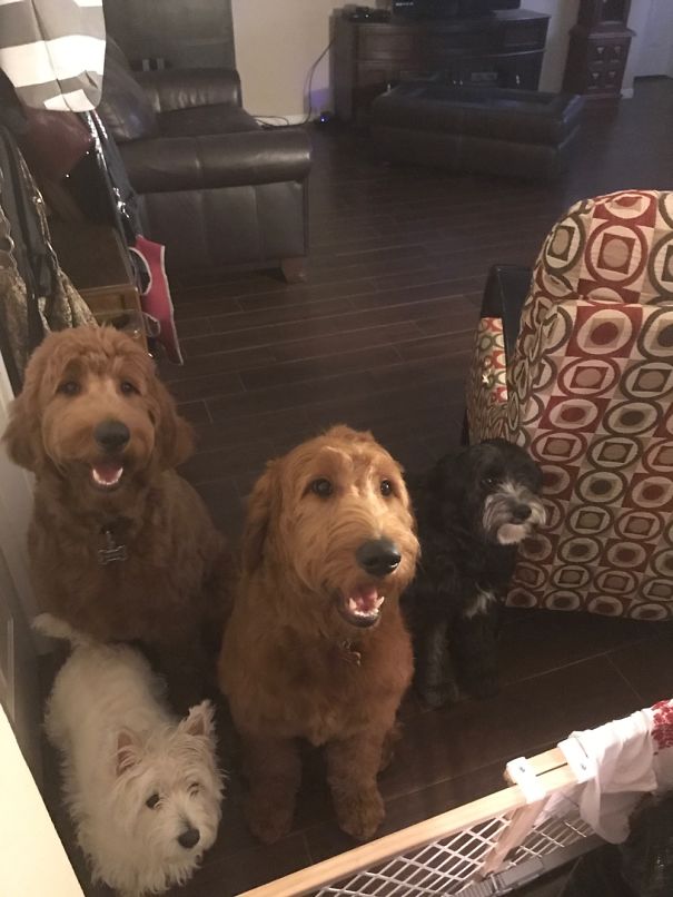 Trying To Eat With These 4 Around Is Nearly Impossible