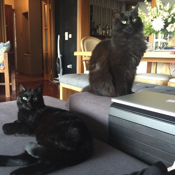 World Dominance! Now!