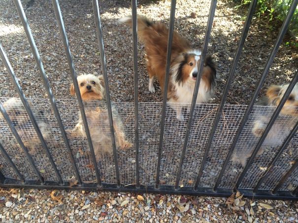 The Four Of Them Get So Happy When We Come Back Home