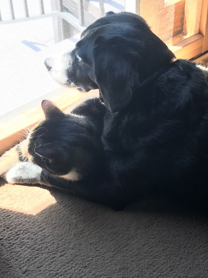 My Cat Is Obsessed With My Dog.