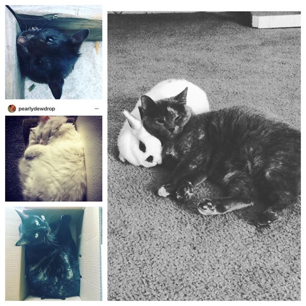 Vegan For The Animals. ❤️