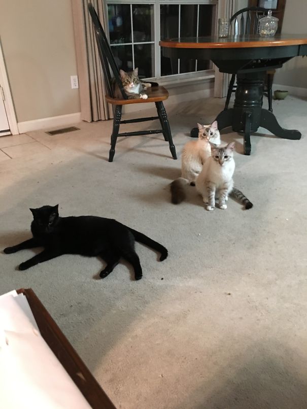 This Is Our Cat Crew, Two Are Not Pictured