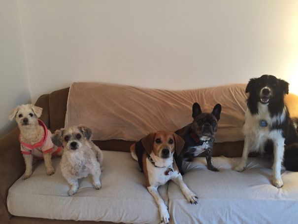 The Whole Crew In Order Of Birth (from Left To Right). Simon , Maggie, Buddy, Stella, Molly