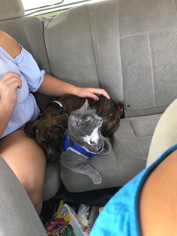 I Can't Get All Three Together But This Is Just Too Cute To Not Post