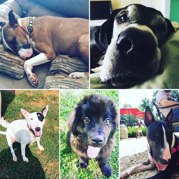 Top Left To Bottom Right: Brutus, Mazi, Aeris, Grover And Foster Dog, Marvel. Plus Two Cats!