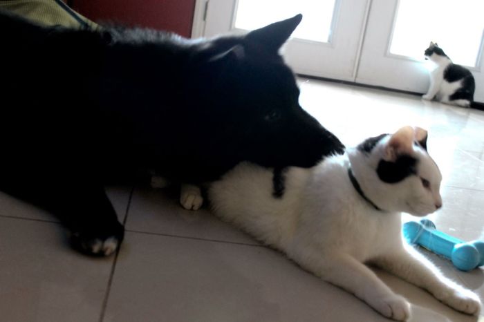 Dexter The Big Black Akita + Dali The Cat = Furry Bffs