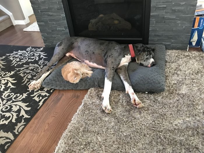 Diesel Hangs Off His Cushion So That 'his' Little Lucy Can Be Comfortable Next To Him