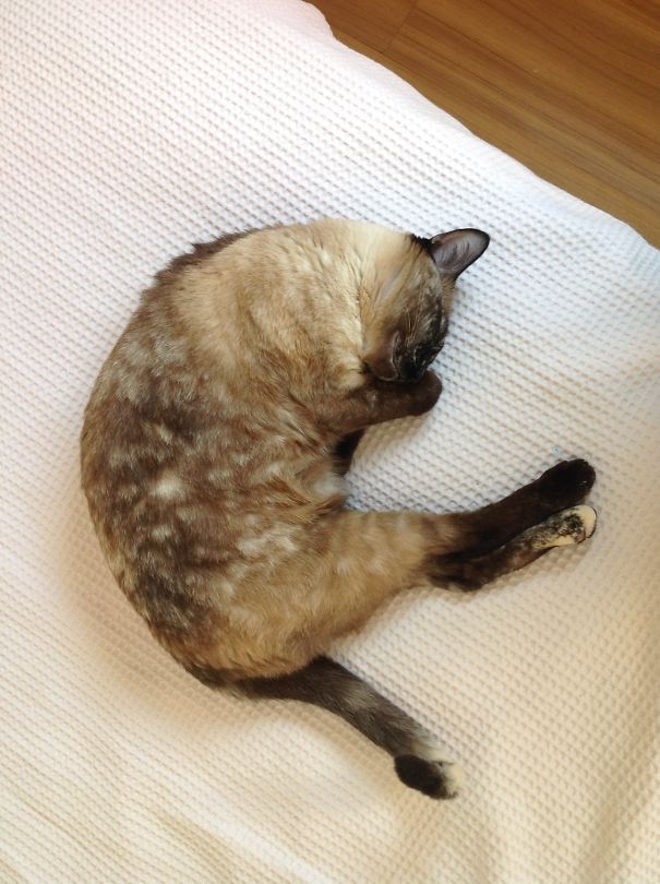 My Cat Has A Stary Night On Her Side