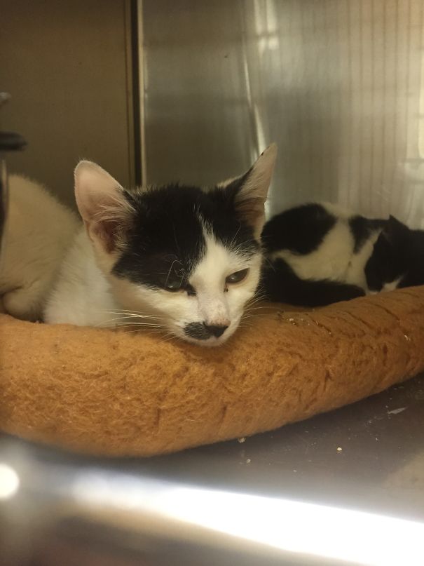 Auggie Has A Half Kitler Mustacheo
