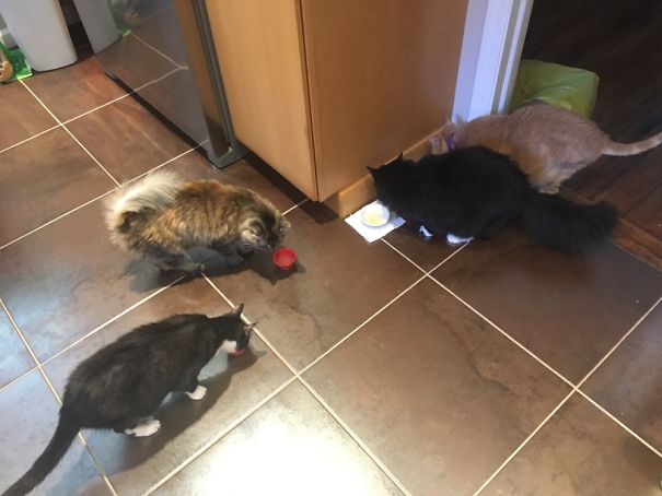 Two Aren't Pictured, But Here's Our Herd!