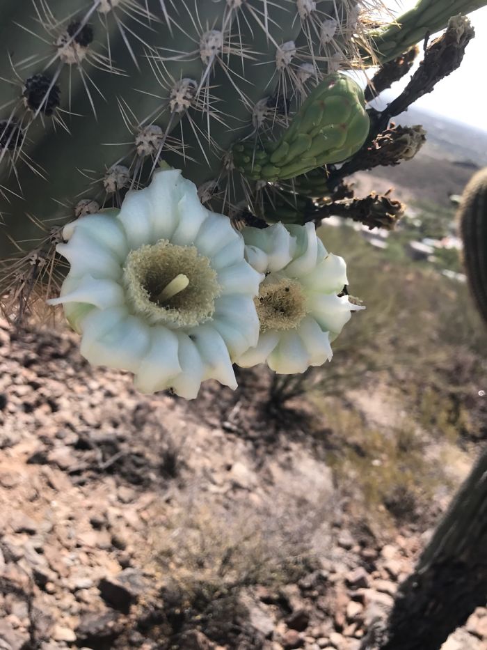 Tumamoc Hill -Tucson Arizona