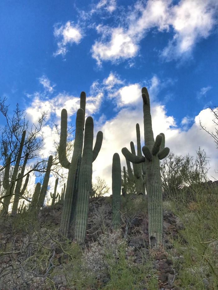 Tumamoc Hill -Tucson Arizona