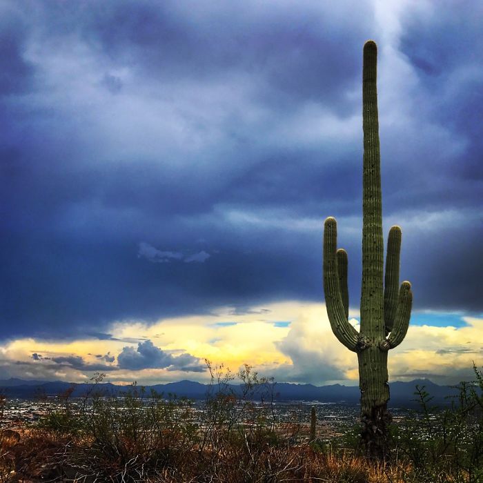Tumamoc Hill -Tucson Arizona