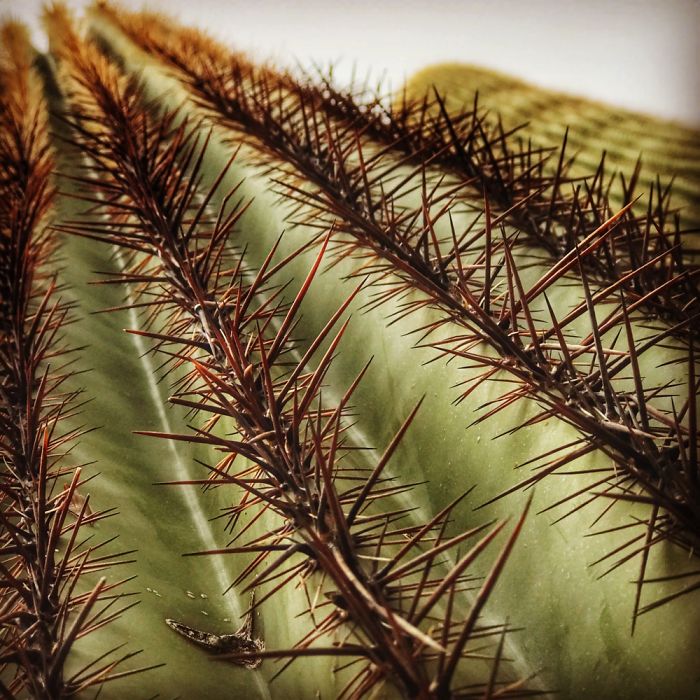 Tumamoc Hill -Tucson Arizona