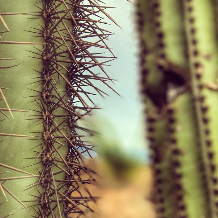 Tumamoc Hill -Tucson Arizona