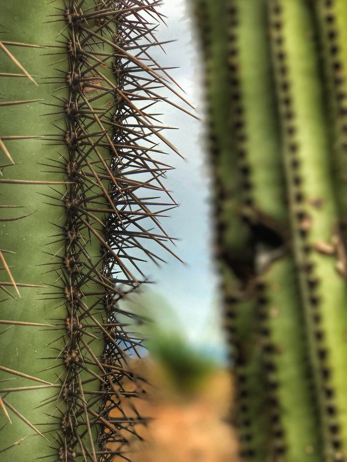 Tumamoc Hill -Tucson Arizona