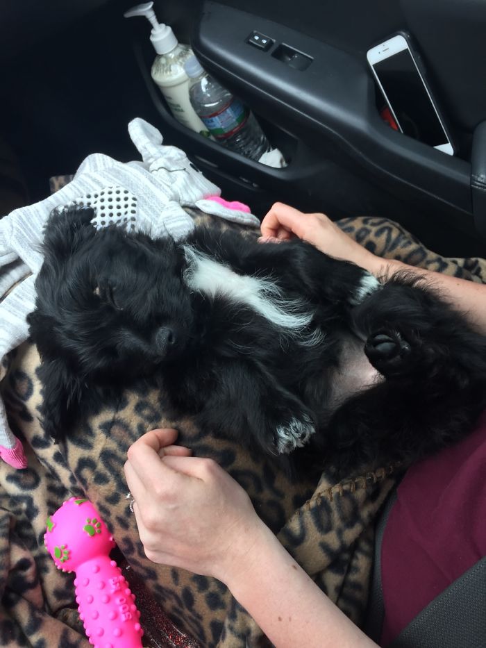 Little Rescue Girl The Day We Got Her. She Still Loves To Lay On Her Back And Get Belly Rubs.😊