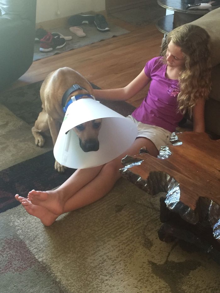 Adopted This Big Boy..he’d Just Been Neutered So Had The