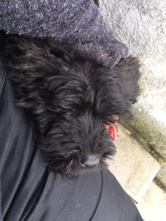 Exhausted After His First Afternoon At His New Furever Home 💜