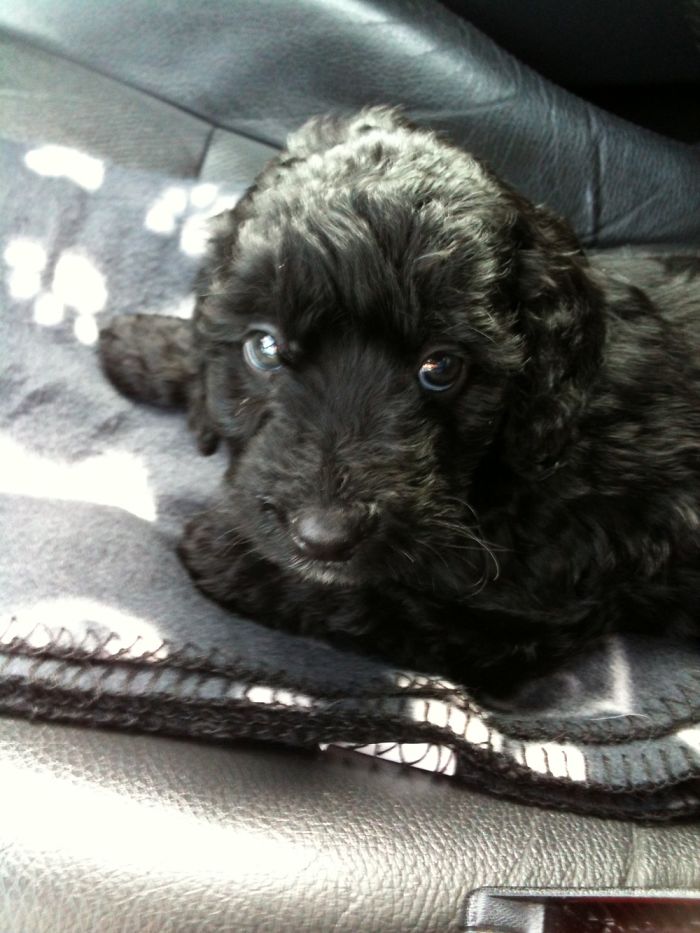 Billy On His Way Home. I Told Him “i Will Love You Forever And Never Dress You Human Clothes”