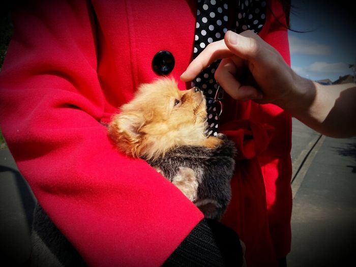 Bringing Our Pomeranian Home!