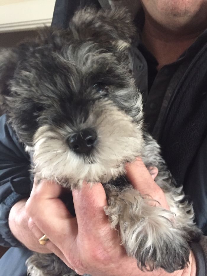 Lil'liesl Schnitzel The Day She Decided To Inhabit Our Hearts