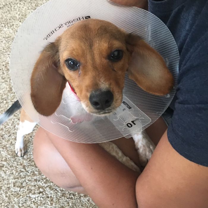 Abbey- The Day I Adopted Her A Year Ago!