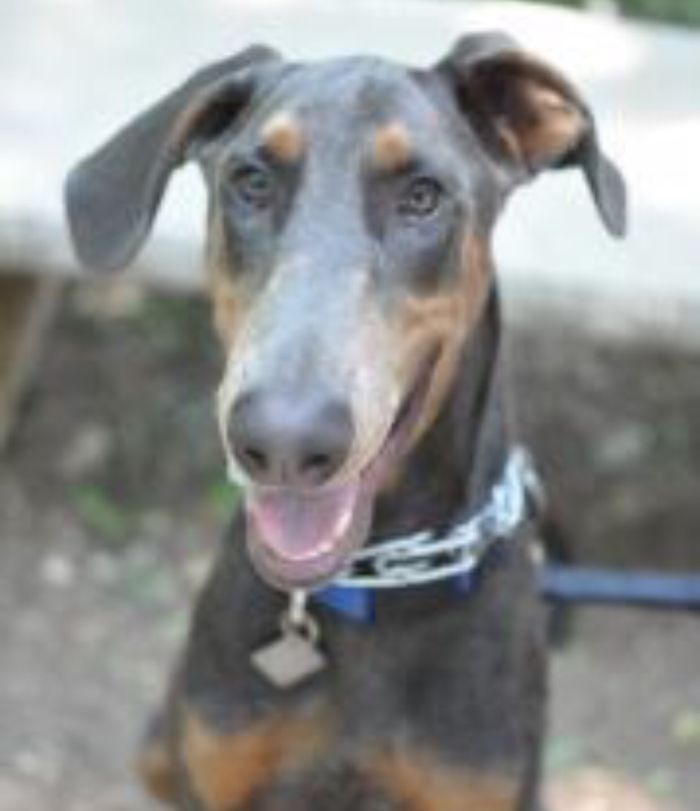 This Is Dirk The Day I Adopted Him. He Is My Therapy.