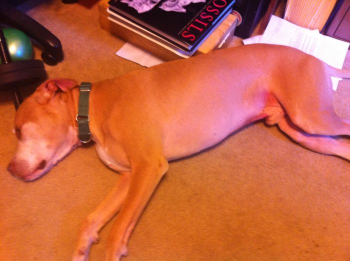 He Got Comfortable The Minute He Walked In.