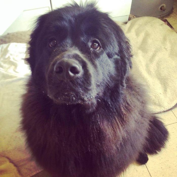 My Dogs Face When We First Got Her