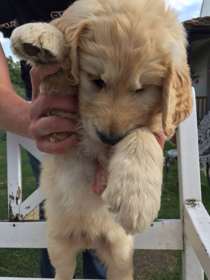 My Golden Doodle Pup He Has Massive Paws
