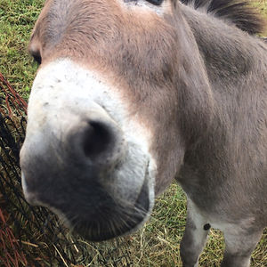 puppygrrl47_1 avatar