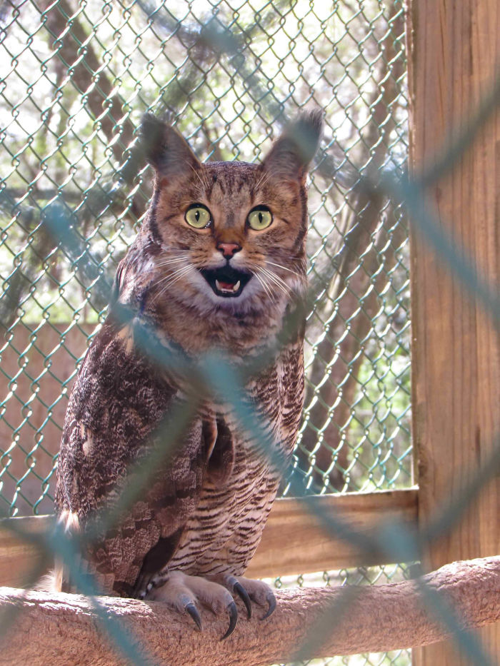 The Internet Has Transformed Felines And Birds Into Hybrid Animals