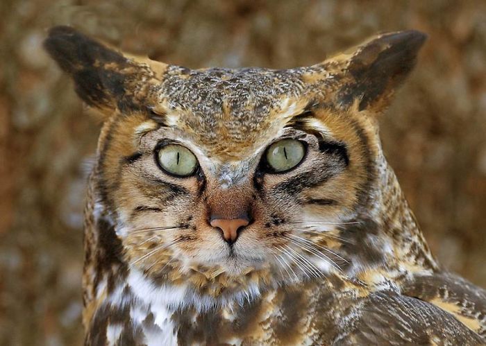 The Internet Has Transformed Felines And Birds Into Hybrid Animals