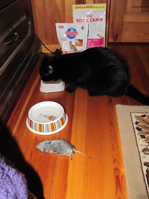 Hey, I Like To Eat With Company - Here Is A Gift For You!