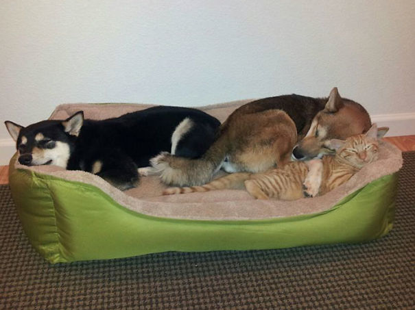 My Pets Are Adorable I Had To Share