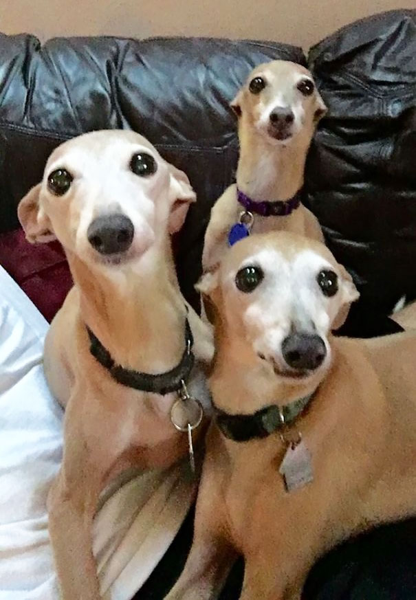 This Was Their Faces After I Walked In The Room And Yelled, "Ok, Who Did It?"