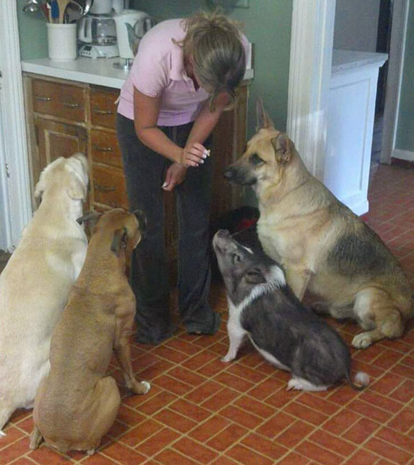 Which Of These Is Not Like The Other?