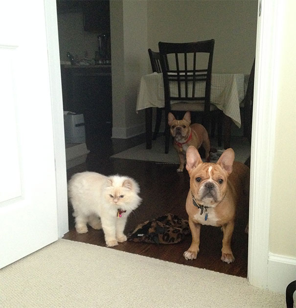 My Girlfriend Trained Her Pets To Never Enter The Bedroom. This Is Them Every Morning