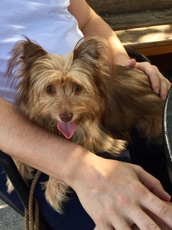 She Was 7 Months Old, And We Were Her 4th Home. Those Other Folks Were Crazy, Miss Max Is Perfect!!!