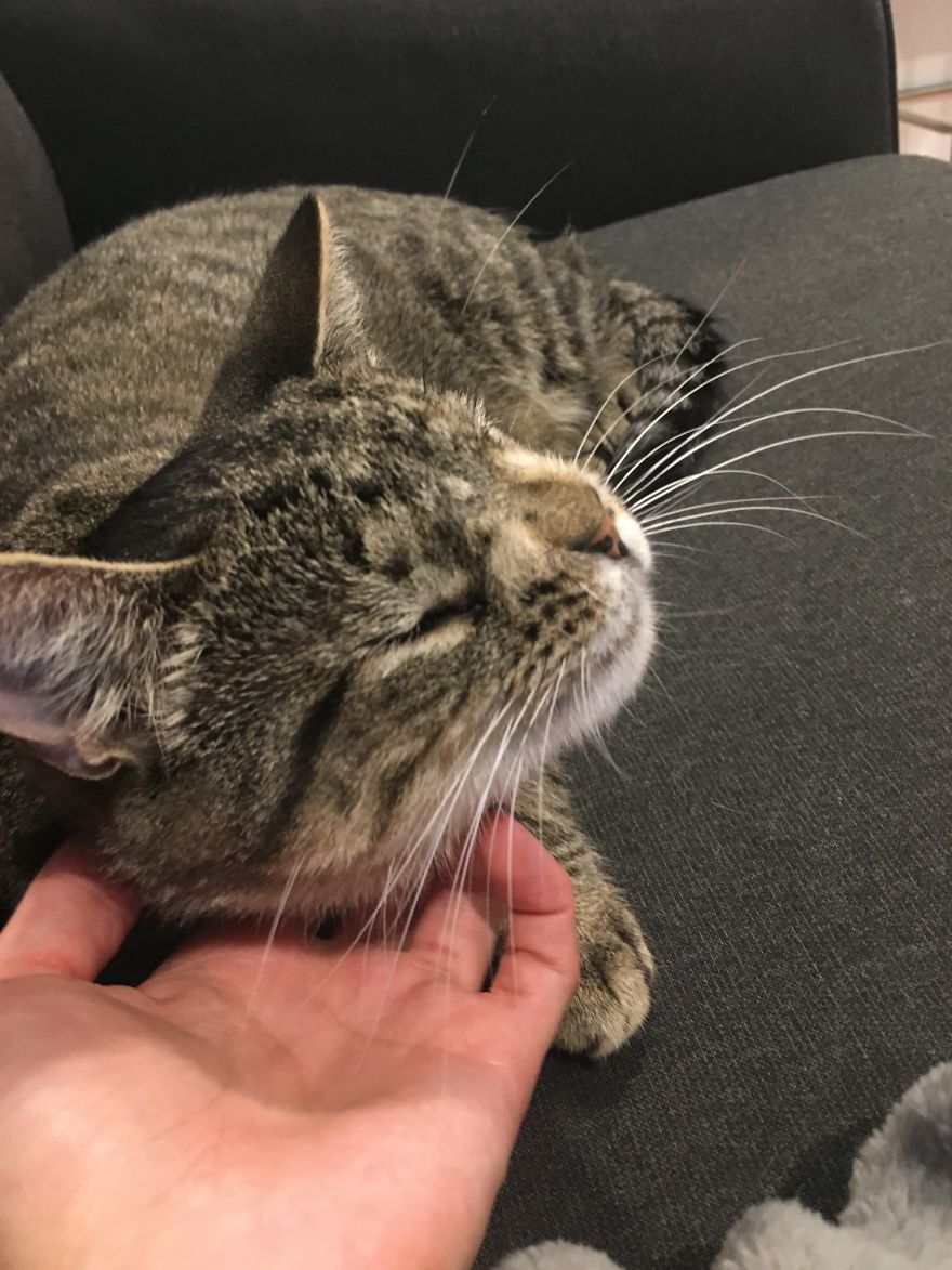 Meet The Cat With An Extra Chromosome Put On Death Row Because She Looked A Little Different Meet The Cat With An Extra Chromosome Put On Death Row Because She Looked A Little Different