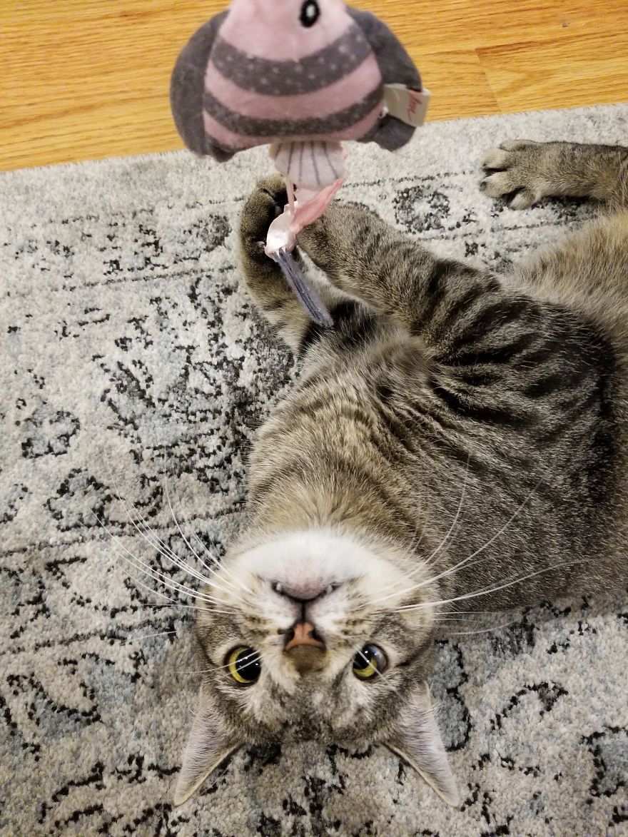 Meet The Cat With An Extra Chromosome Put On Death Row Because She Looked A Little Different