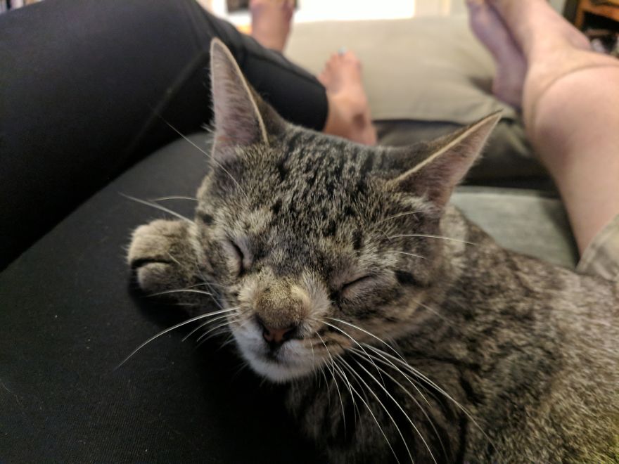 Meet The Cat With An Extra Chromosome Put On Death Row Because She Looked A Little Different Meet The Cat With An Extra Chromosome Put On Death Row Because She Looked A Little Different