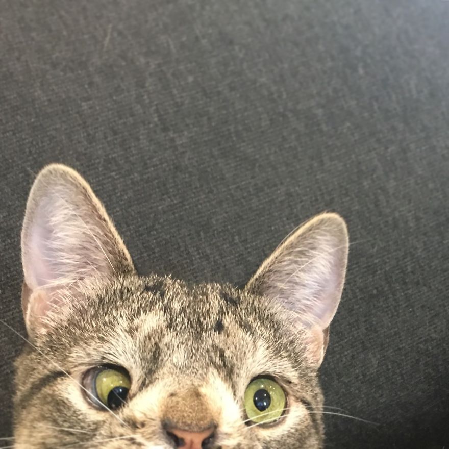 Meet The Cat With An Extra Chromosome Put On Death Row Because She Looked A Little Different Meet The Cat With An Extra Chromosome Put On Death Row Because She Looked A Little Different