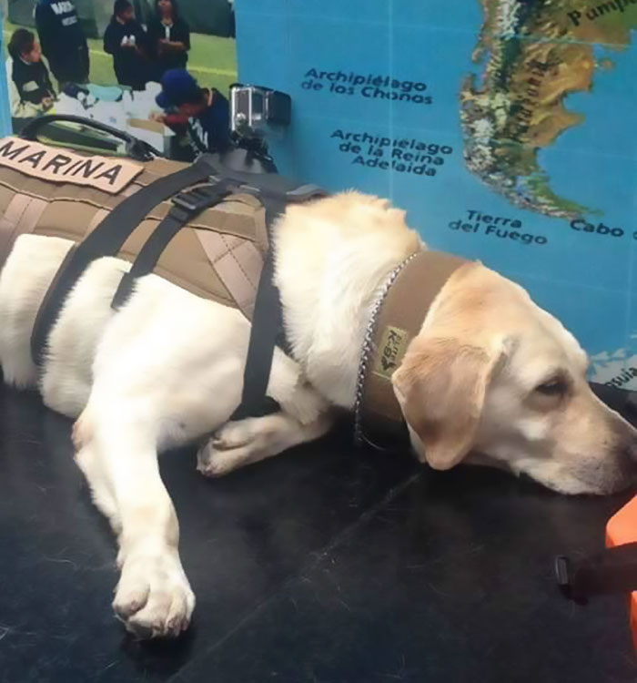 Badass Rescue Dog Who Has Rescued 52 Lives Is Now Saving People Affected By Mexico Earthquake Badass Rescue Dog Who Has Rescued 52 Lives Is Now Saving People Affected By Mexico Earthquake