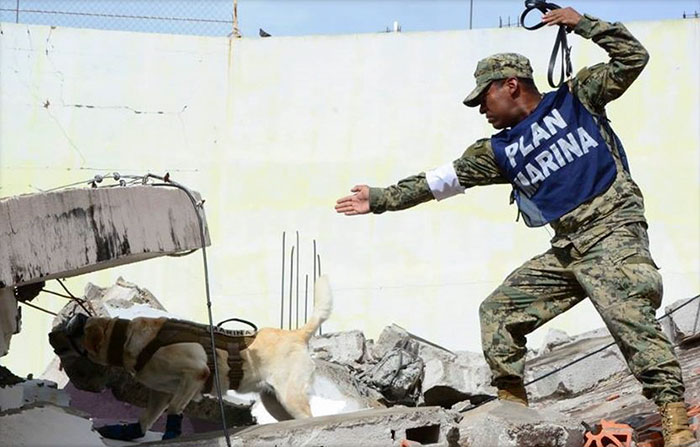 Badass Rescue Dog Who Has Rescued 52 Lives Is Now Saving People Affected By Mexico Earthquake Badass Rescue Dog Who Has Rescued 52 Lives Is Now Saving People Affected By Mexico Earthquake