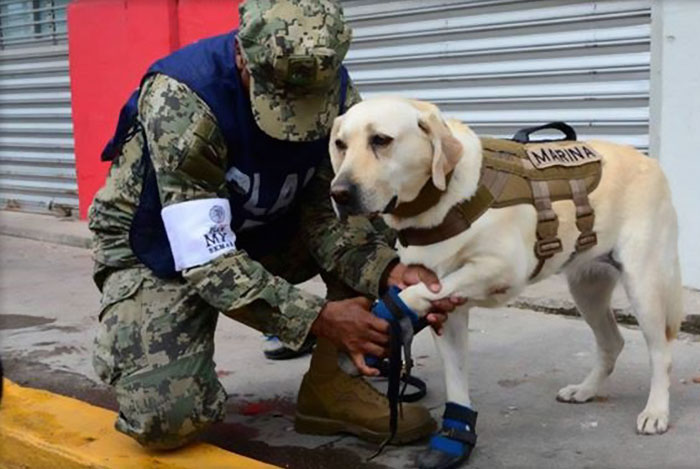 Badass Rescue Dog Who Has Rescued 52 Lives Is Now Saving People Affected By Mexico Earthquake Badass Rescue Dog Who Has Rescued 52 Lives Is Now Saving People Affected By Mexico Earthquake
